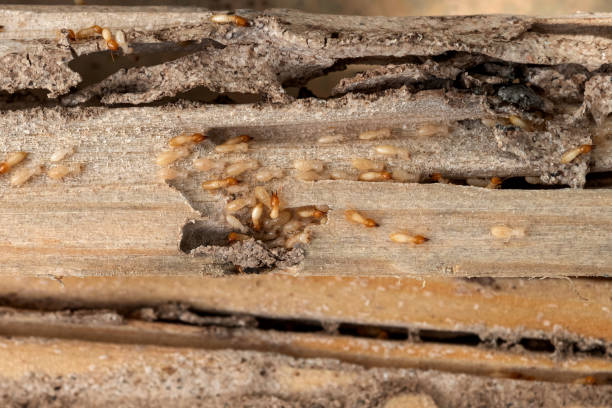 Best Pest Control Near Me  in Colusa, CA