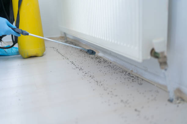 Best Wasp Removal Services  in Colusa, CA